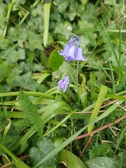 Hyacinthoides non-scripta