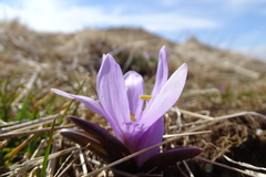 Colchicum bulbocodium