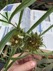 Crabbea angustifolia