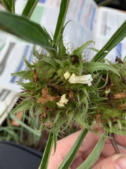 Crabbea angustifolia