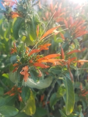 Justicia californica