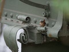 Troglodytes troglodytes