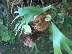 Platycerium alcicorne