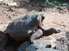 Chelonoidis niger chathamensis