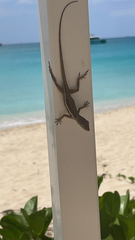 Anolis gingivinus