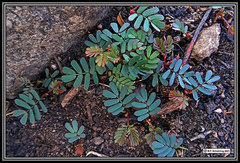 Paraserianthes lophantha