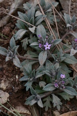 Collomia diversifolia