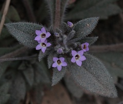 Collomia diversifolia