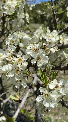 Almond-leaved pear (Pyrus spinosa)