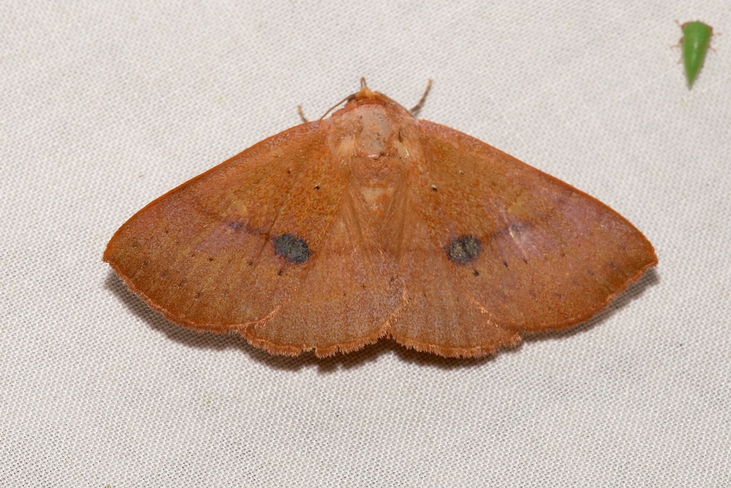Orange Panopoda
