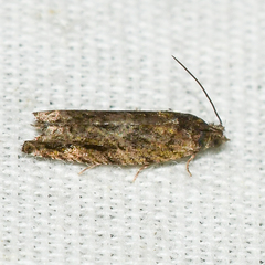 Pseudexentera haracana