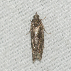 Pseudexentera haracana