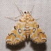 Elophila icciusalis - Photo (c) Laura Gaudette,  זכויות יוצרים חלקיות (CC BY)