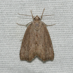 Cutina albopunctella