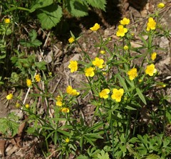 Ranunculus palaeoeuganeus