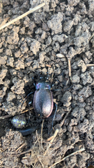 Carabus nemoralis
