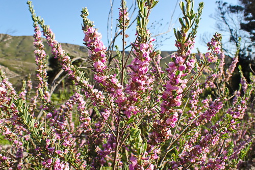 Image of Indigofera flabellata by no rights reserved