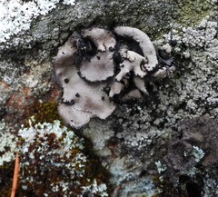 Umbilicaria polyrrhiza