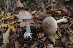 Amanita intermedia
