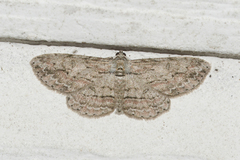 Iridopsis pergracilis