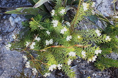Lachnaea burchellii