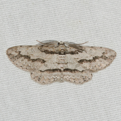 Iridopsis pergracilis