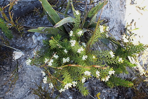Image of Lachnaea burchellii by no rights reserved