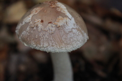 Amanita intermedia