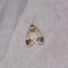 Neoduma kuangtungensis