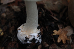 Amanita intermedia