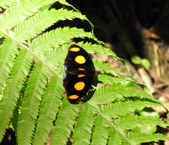 Catonephele numilia esite