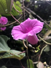 Ipomoeeae