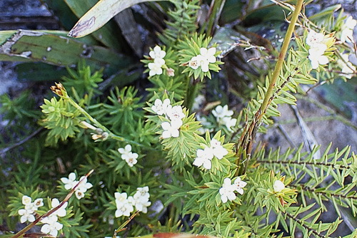 Lachnaea burchellii (Lachnaea burchellii)