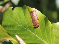 Phyllonorycter messaniella