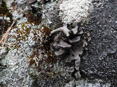 Umbilicaria polyrrhiza