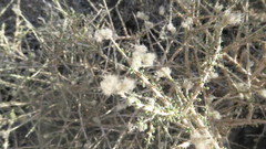 Plocama aucheri