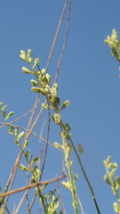 Ochradenus aucheri