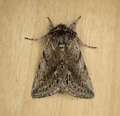 Pleromelloida bonuscula