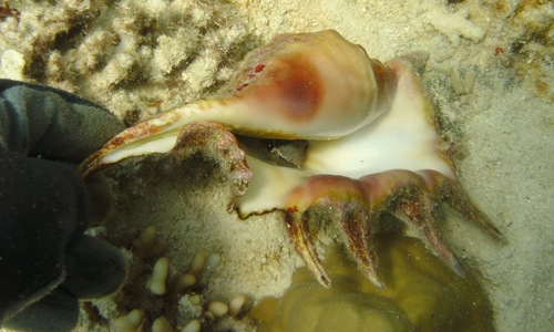 spider or finger conch