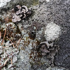 Umbilicaria polyrrhiza