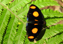 Catonephele numilia esite