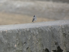 Motacilla alba
