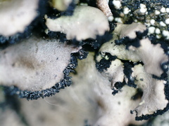 Umbilicaria polyrrhiza