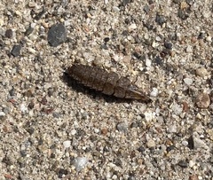 Pyractomena borealis