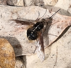 Bombylius analis