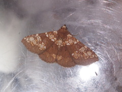 Saroba pustulifera