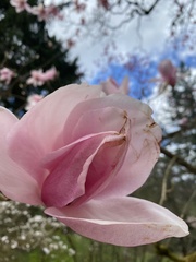 Magnolia veitchii