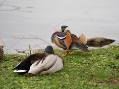Aix galericulata