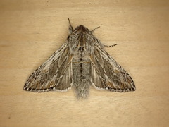 Cucullia pulla