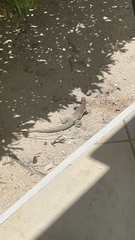 Pholidoscelis plei
